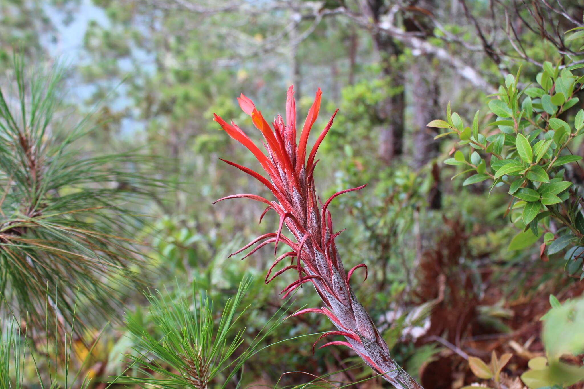 Image of Pitcairnia calderonii Standl. & L. B. Sm.