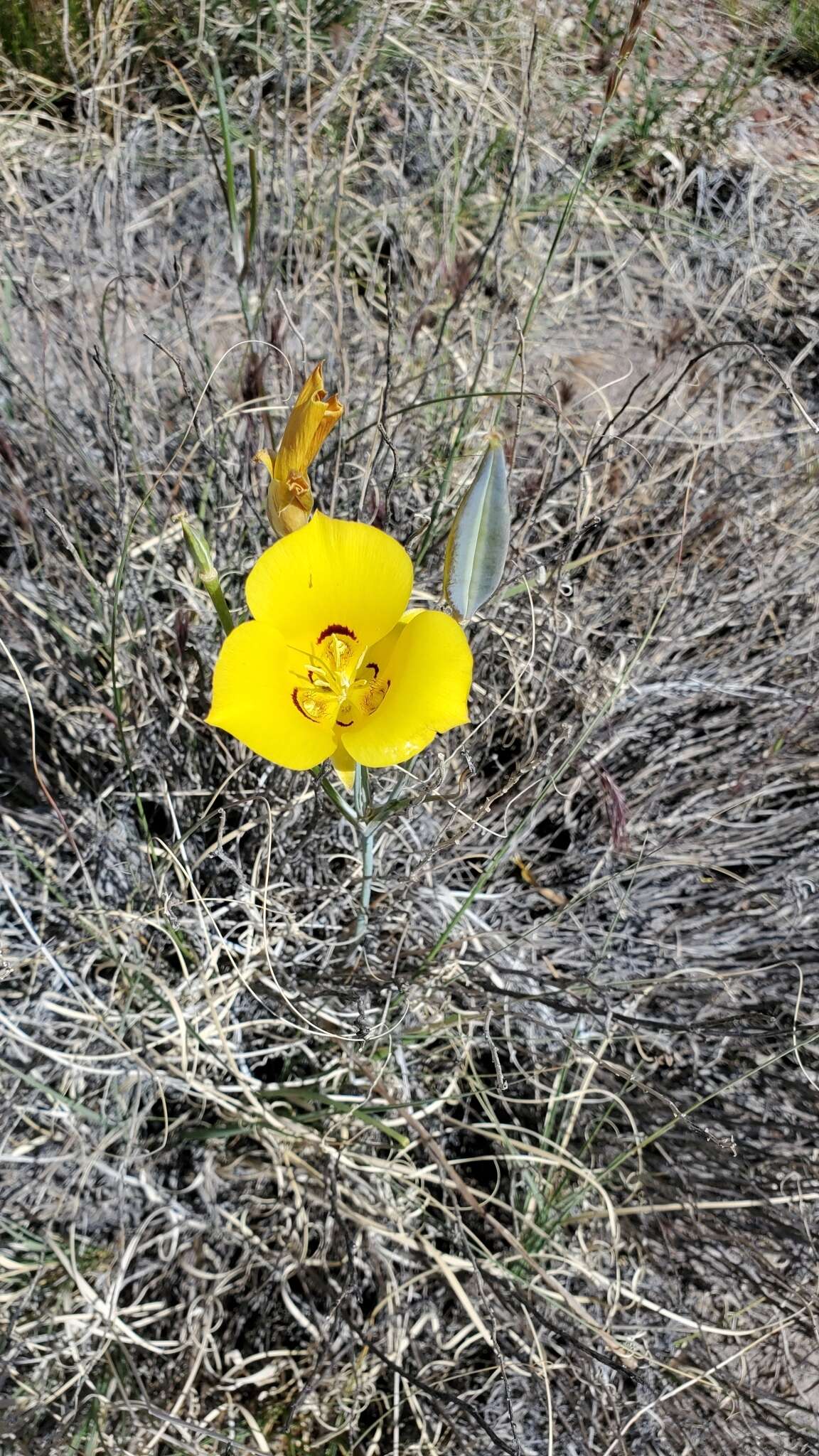 Calochortus aureus S. Watson resmi