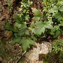 Toxicodendron radicans subsp. negundo (Greene) Gillis resmi