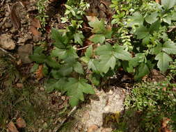 Image of eastern poison ivy