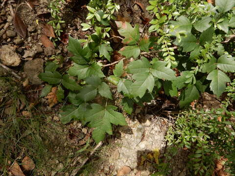 Toxicodendron radicans subsp. negundo (Greene) Gillis resmi