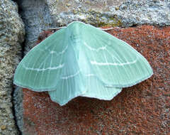 Image of small emerald moth