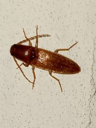 Image of <i>Anchastus fumicollis</i>