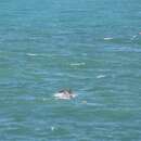 Image of Black Sea common dolphin