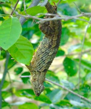 Image of Clark's spiny lizard