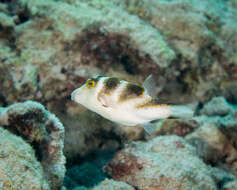 Слика од Canthigaster coronata (Vaillant & Sauvage 1875)