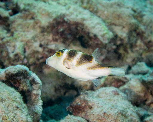 Слика од Canthigaster coronata (Vaillant & Sauvage 1875)