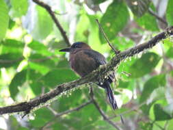 Image of Keel-billed Motmot