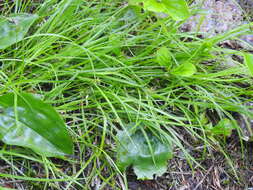 Image of northern sedge