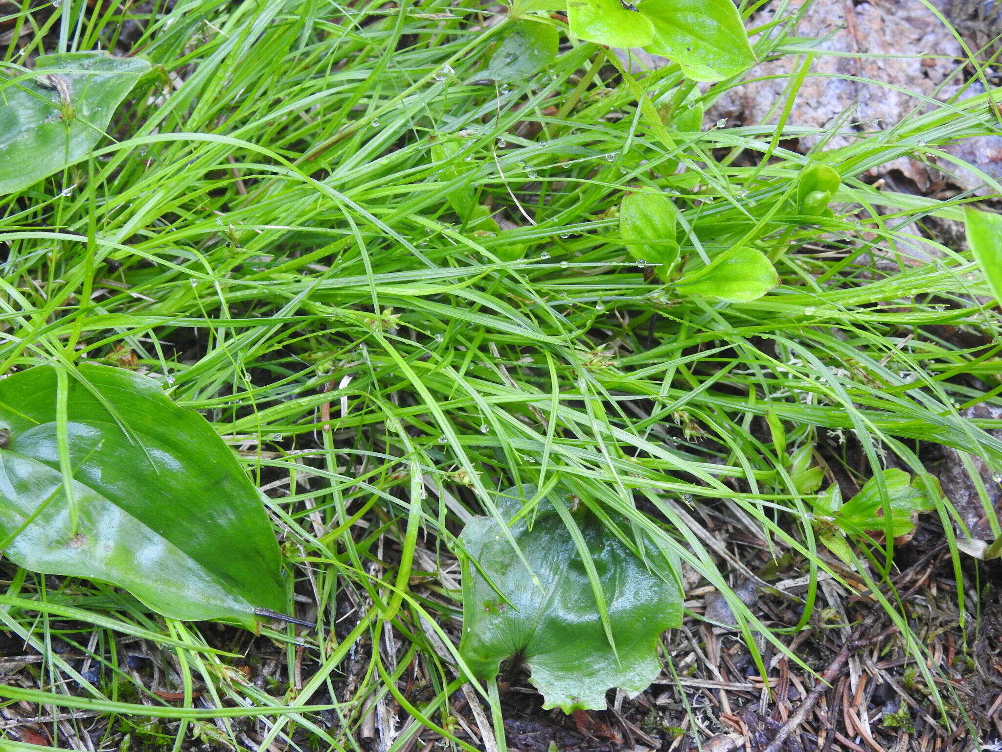 Image of northern sedge