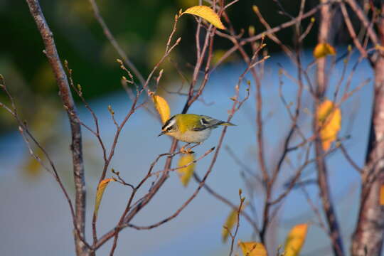 صورة Regulus ignicapilla ignicapilla (Temminck 1820)