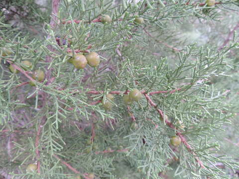 Juniperus phoenicea subsp. turbinata (Guss.) Nyman的圖片