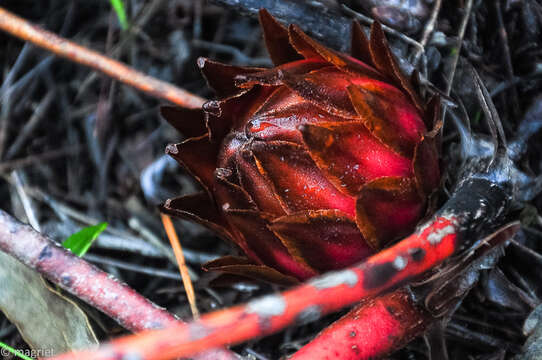 Image of Protea cordata Thunb.