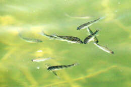 Image of Perch