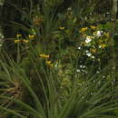 Image of Oncidium orthotis Rchb. fil.