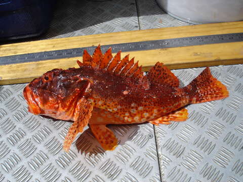 Image of Red scorpionfish