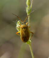 Image of Brachycoleus pilicornis (Panzer 1805)