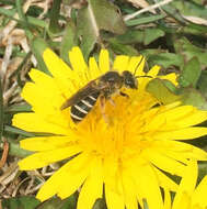 Image of Orange-legged furrow bee