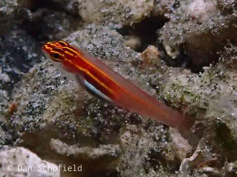 Image of Neon dwarfgoby