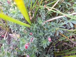 Indigofera glaucescens Eckl. & Zeyh.的圖片