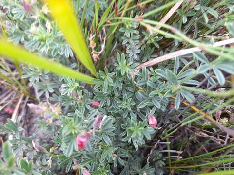 Image of Indigofera glaucescens Eckl. & Zeyh.