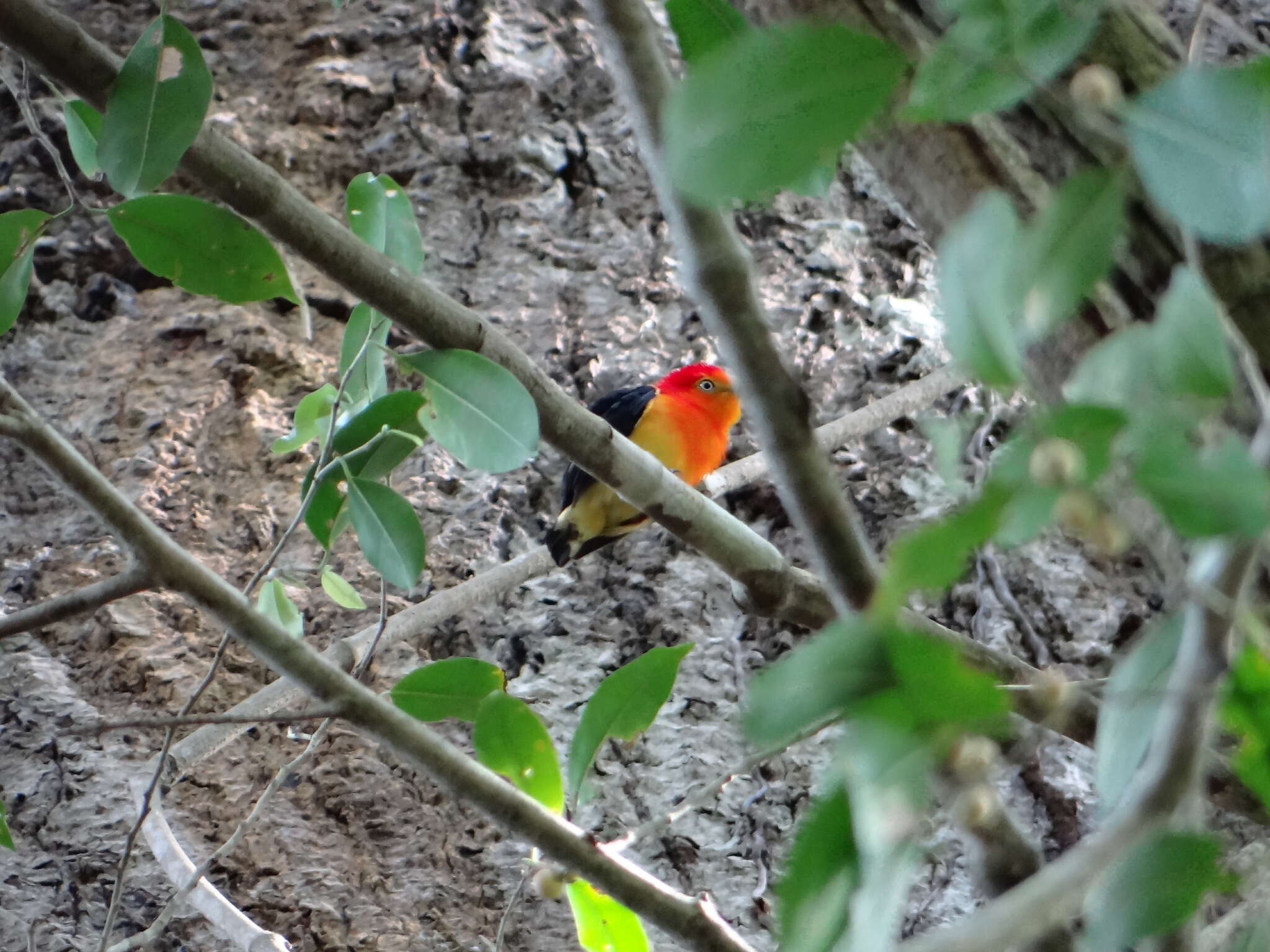 Image of Band-tailed Manakin