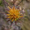 Image of Berkheya cruciata (Houtt.) Willd.