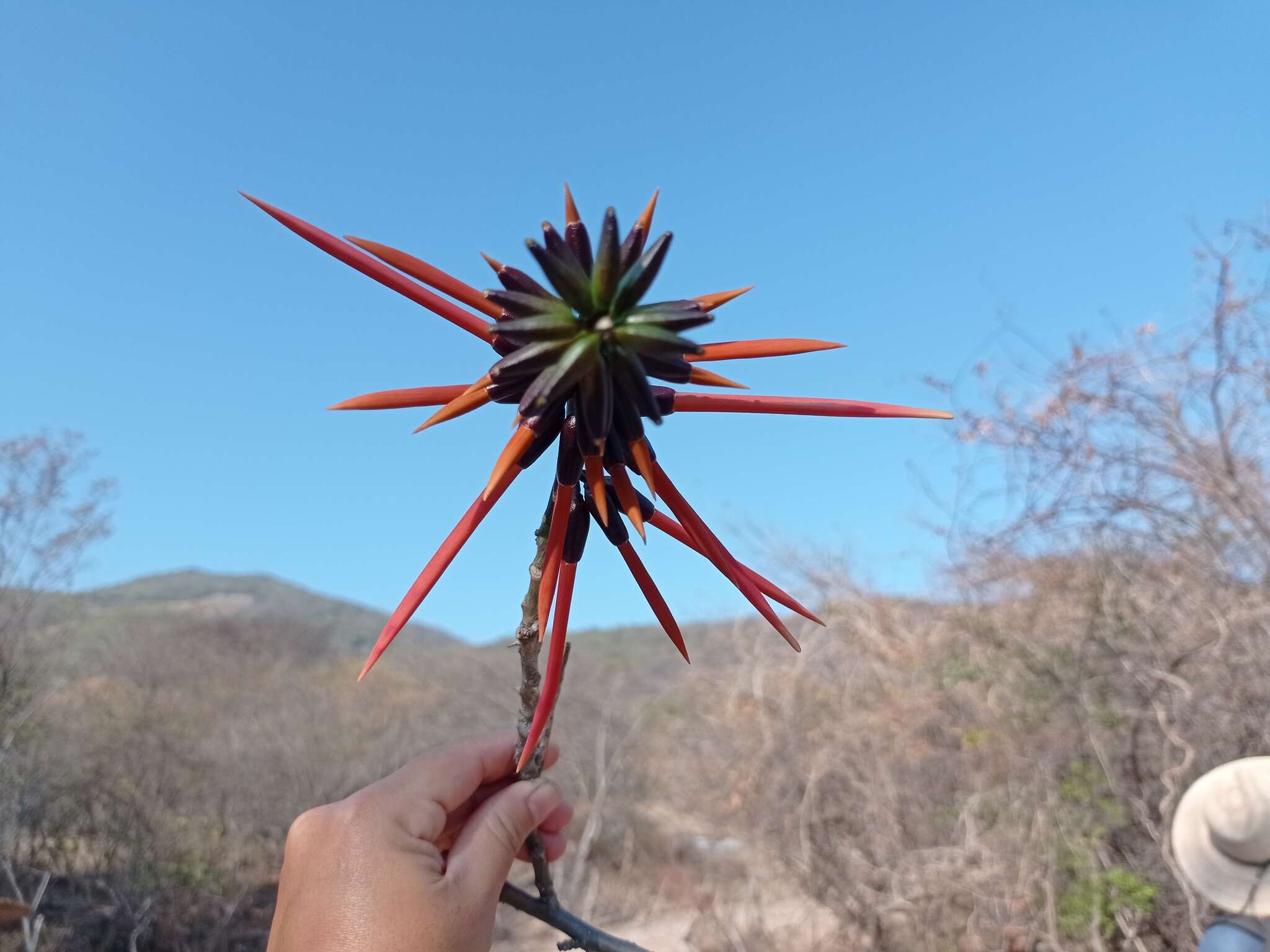 Слика од Erythrina goldmanii Standl.