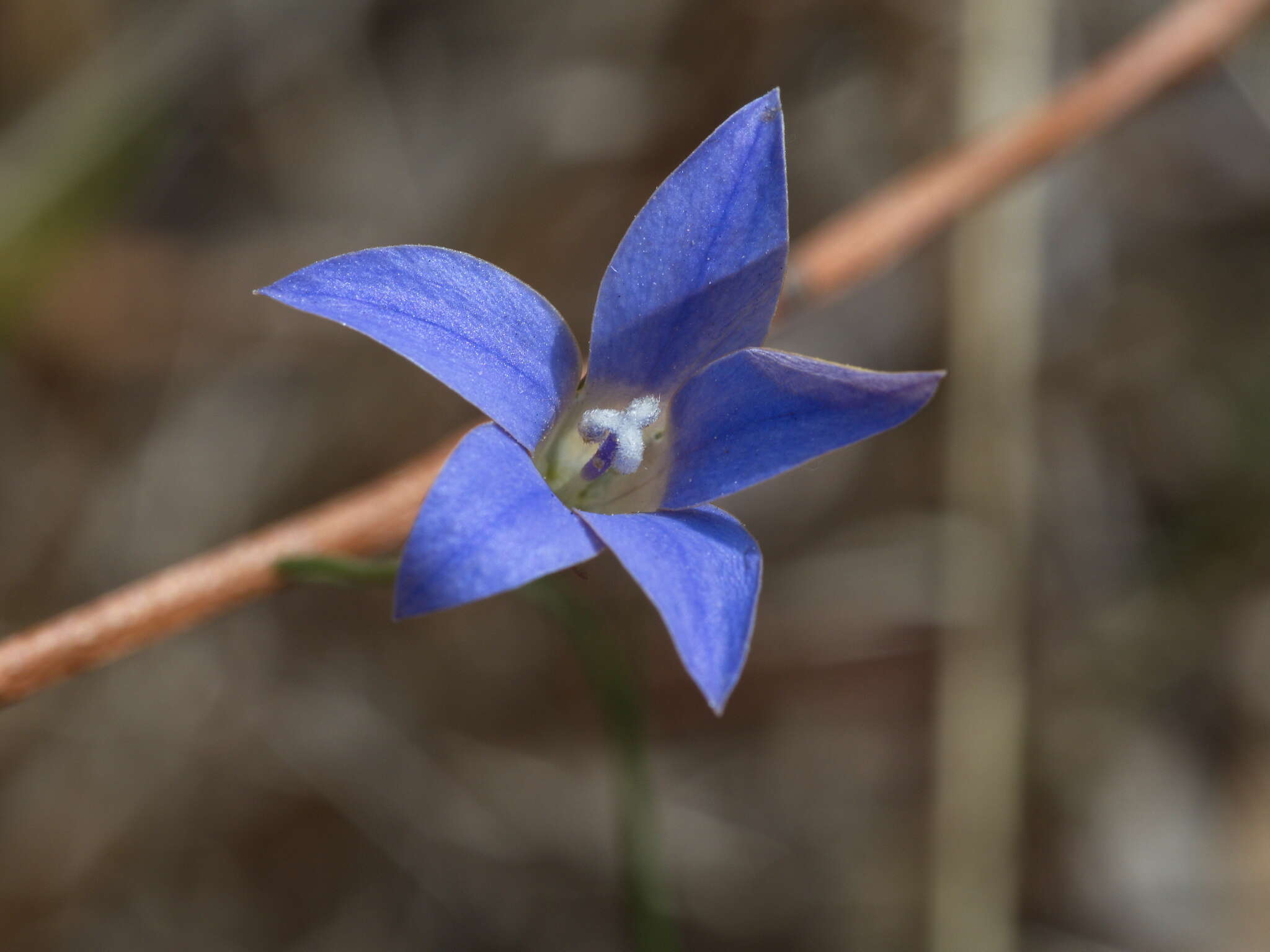 Imagem de Wahlenbergia luteola P. J. Sm.