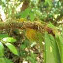 Image of Columnea florida C. V. Morton