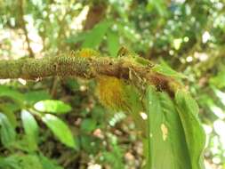 Image of Columnea florida C. V. Morton