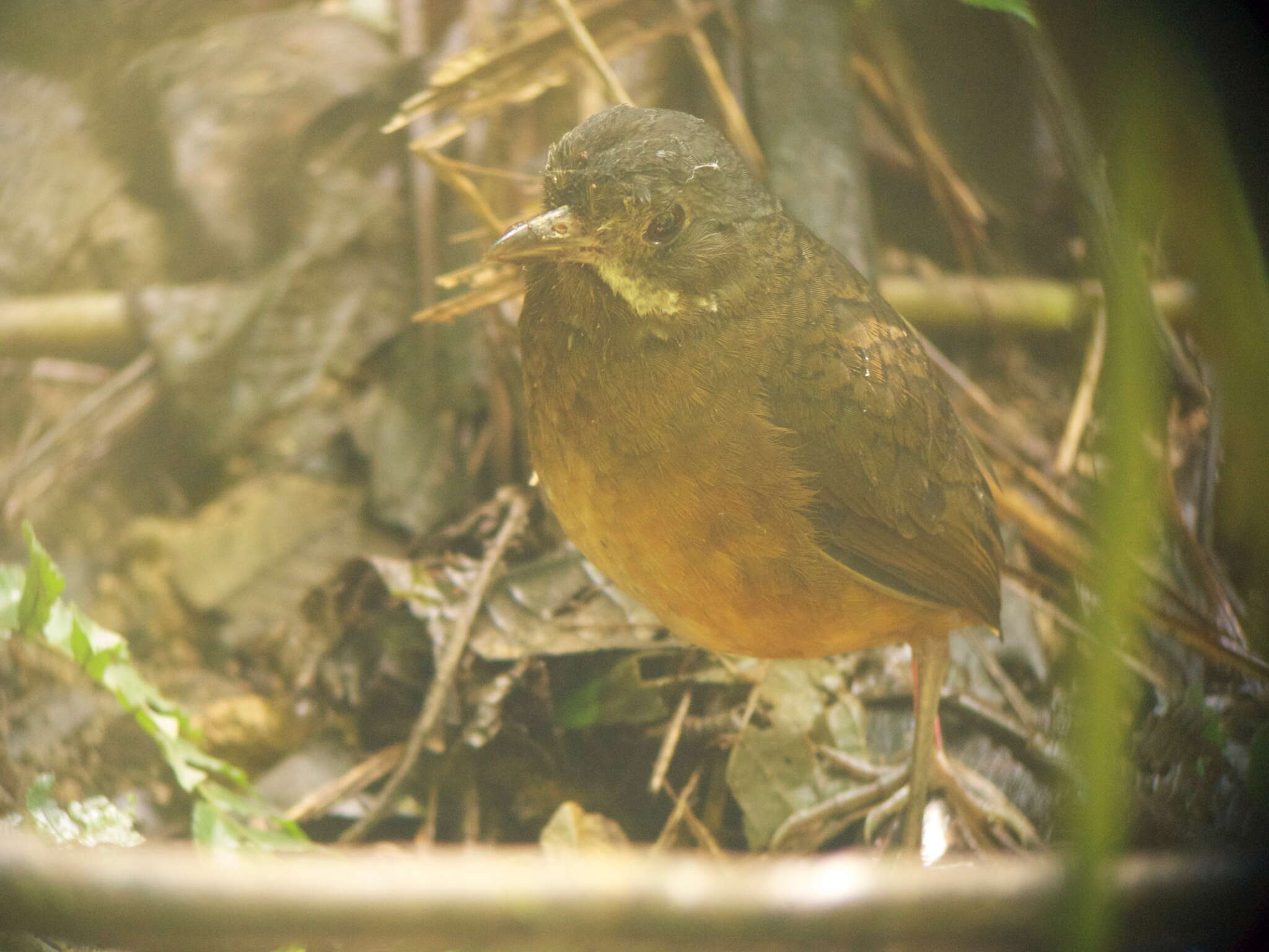 Image of Moustached Antpitta