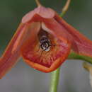 Image of Eulophia aurantiaca Rolfe
