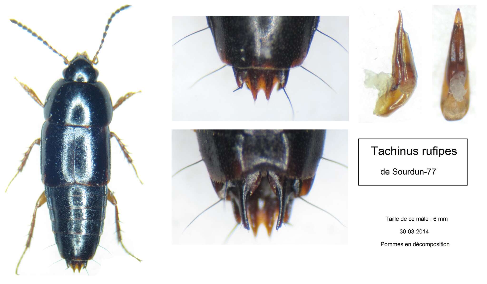 Imagem de Tachinus (Tachinus) rufipes (Linnaeus 1758)