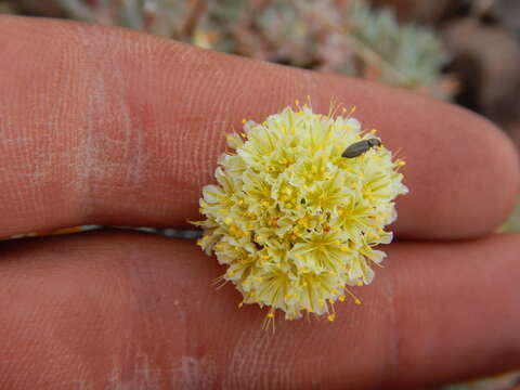 Image of Eriogonum procidum Reveal