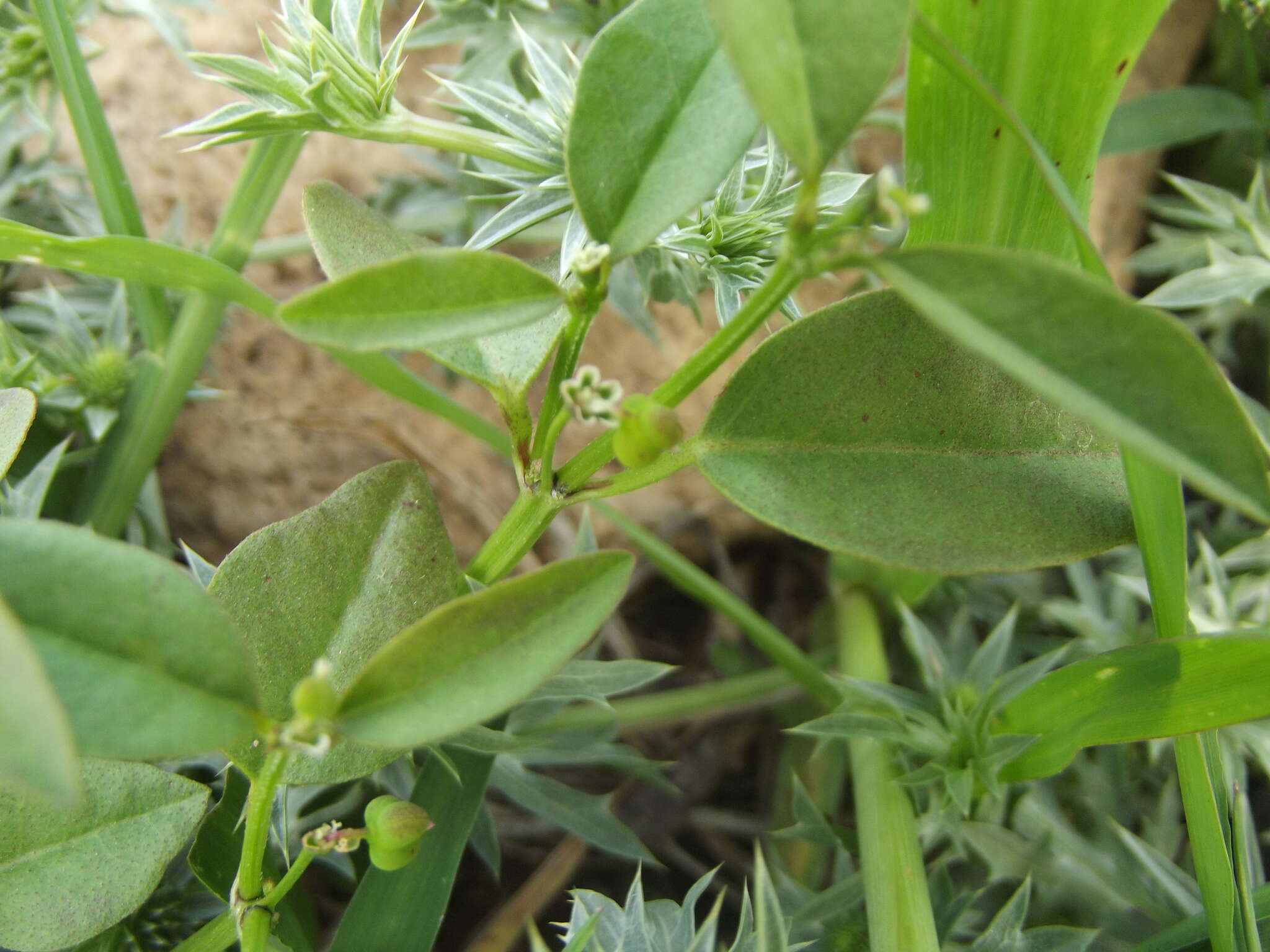 Image of grassleaf spurge