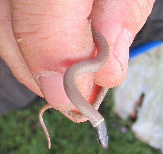 Image of Western Blackhead Snake