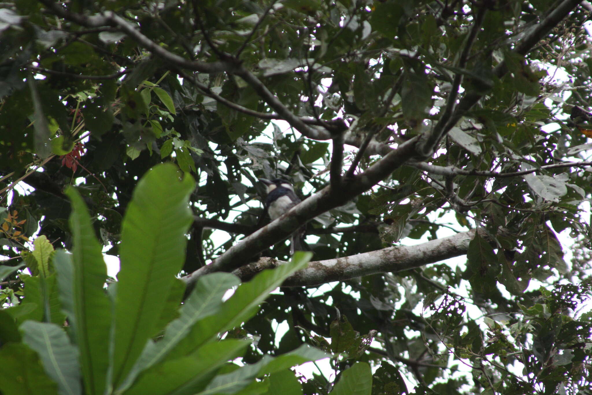 Image of Black-breasted Puffbird