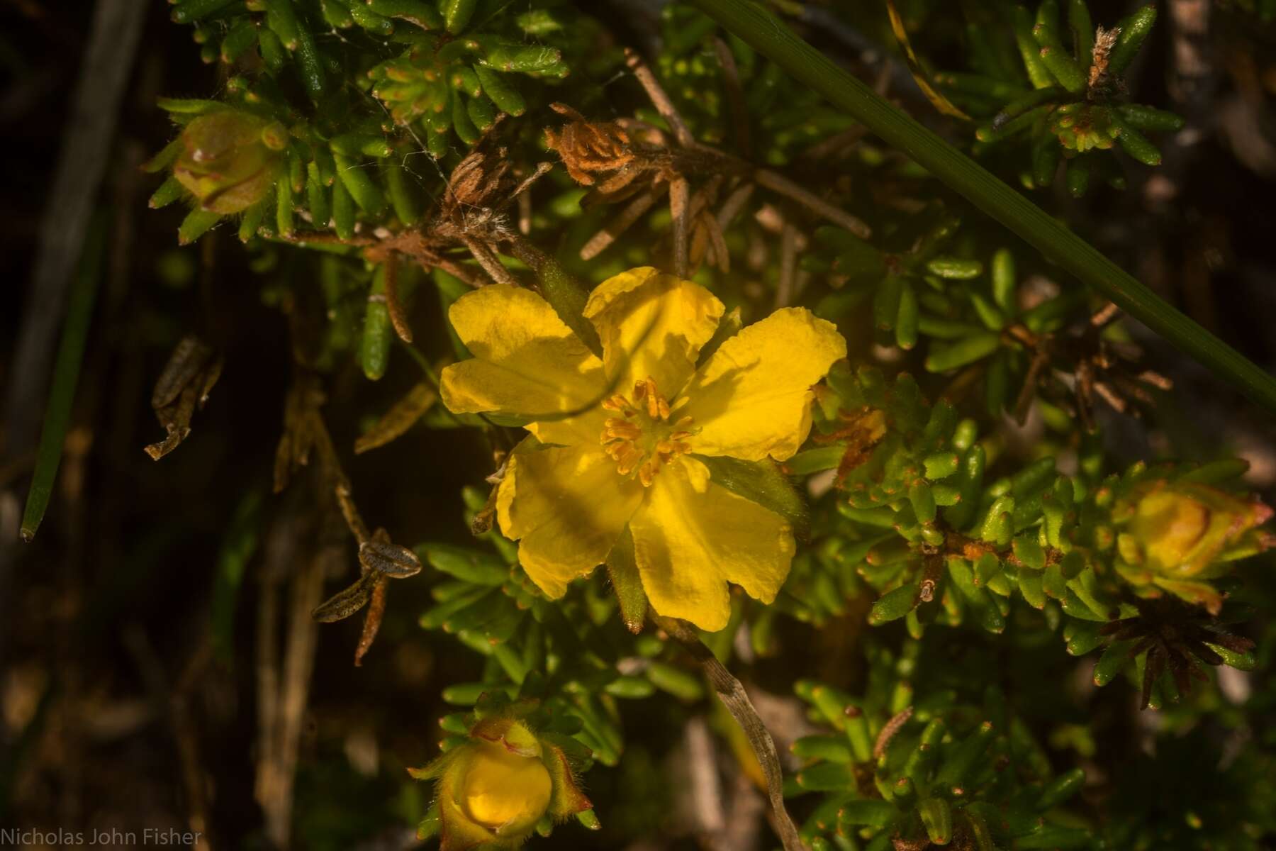 Image of Hibbertia vestita A. Cunn. ex Benth.