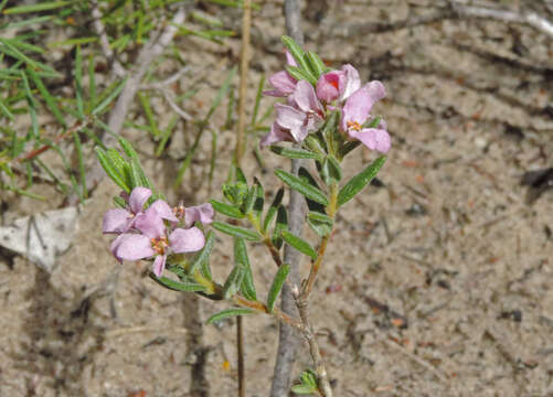 Image of Zieria veronicea subsp. veronicea