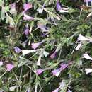 Lithodora hispidula (Sm.) Griseb. resmi