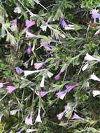 Image of Lithodora hispidula (Sm.) Griseb.