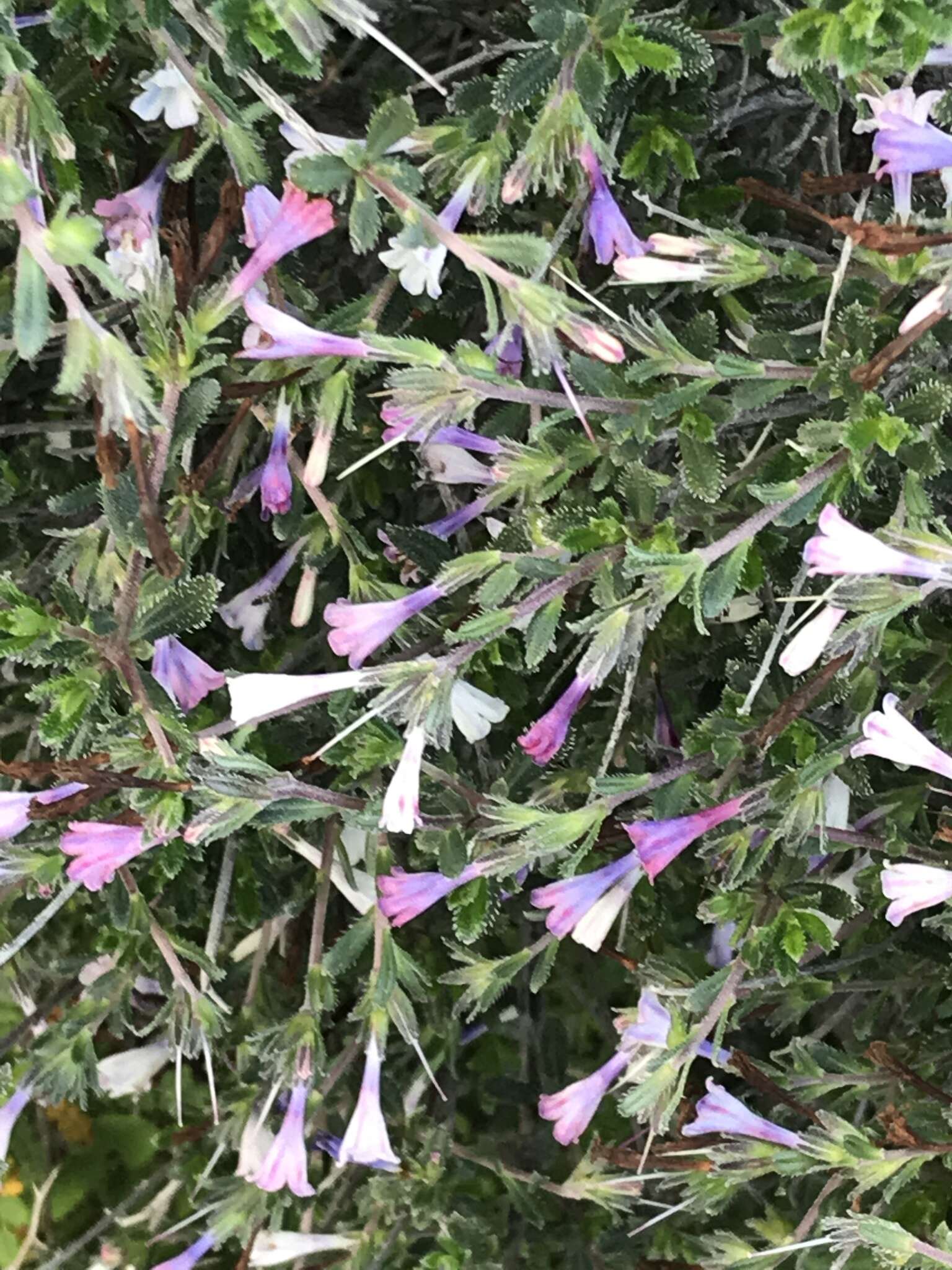 Image of Lithodora hispidula (Sm.) Griseb.