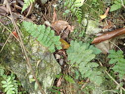 Image of Goniopteris pellita (Willd.) A. R. Sm.