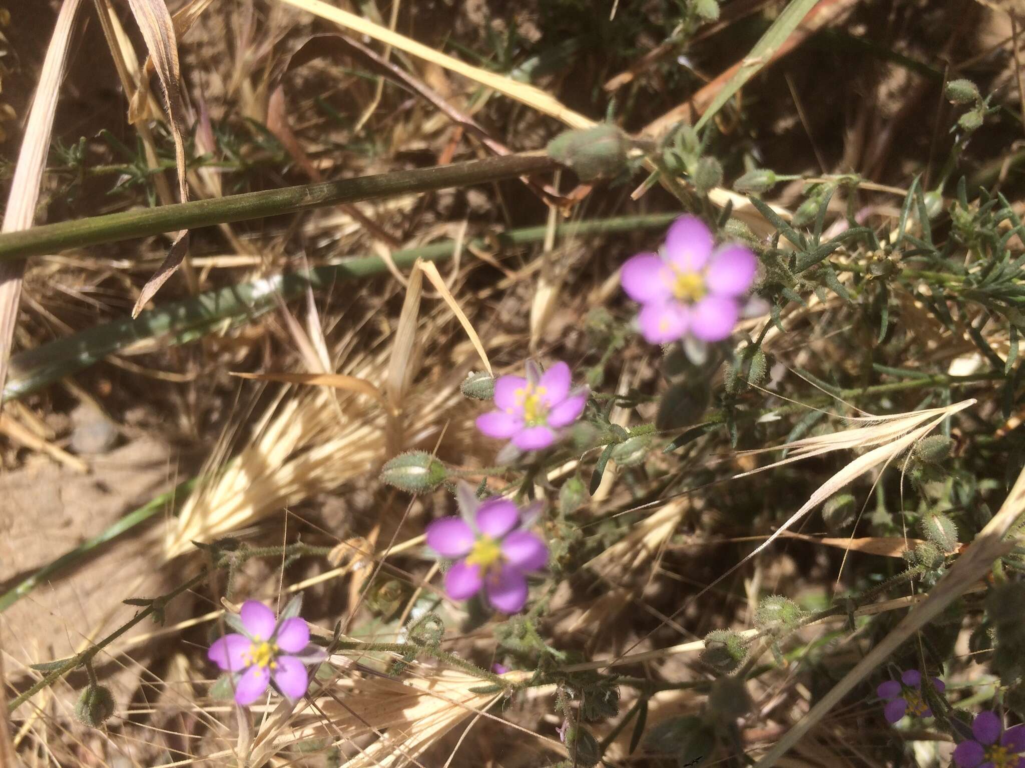 Image of Spergularia rubra (L.) J. Presl & C. Presl
