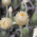 Image of Syncarpha speciosissima subsp. speciosissima