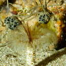 Image of Acromegalomma vesiculosum (Montagu 1813)