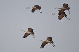 Image of Sandhill Crane