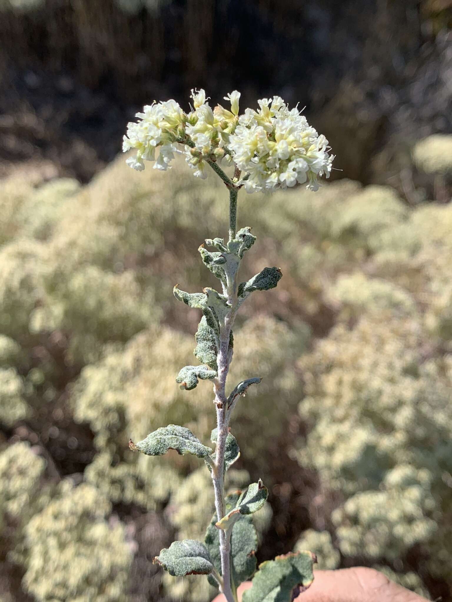 Image of crispleaf buckwheat