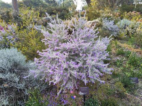 Eremophila nivea R. J. Chinnock resmi